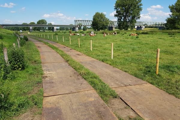 Noodafrastering langs spoorbrug met koeien in de wei